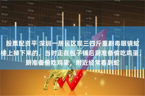 股票配资平 深圳一居民区现三四斤重剧毒眼镜蛇，目击者：蛇是楼上掉下来的，当时正在包子铺后厨准备偷吃鸡蛋，附近经常看到蛇